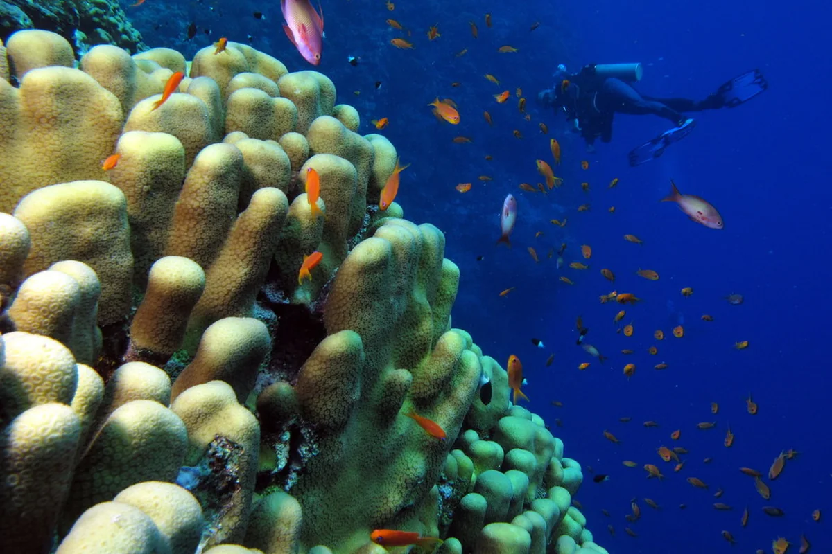 First-Time Divers
